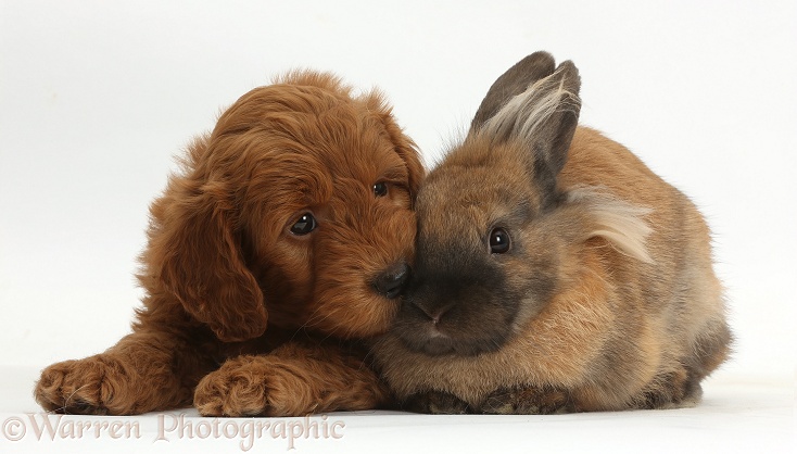 Red F1b Goldendoodle puppy and rabbit, white background