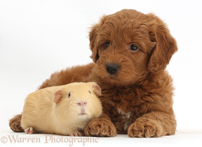 Red F1b Goldendoodle puppy and yellow Guinea pig, white background