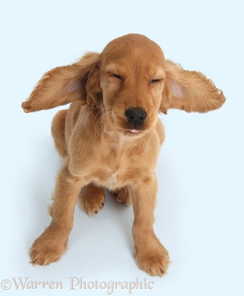 Golden Cocker Spaniel puppy, Maizy, pulling a funny face, white background