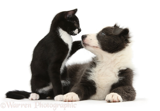 Blue-and-white Border Collie pup face to face with black-and-white tuxedo kitten, Tuxie, 11 weeks old, white background