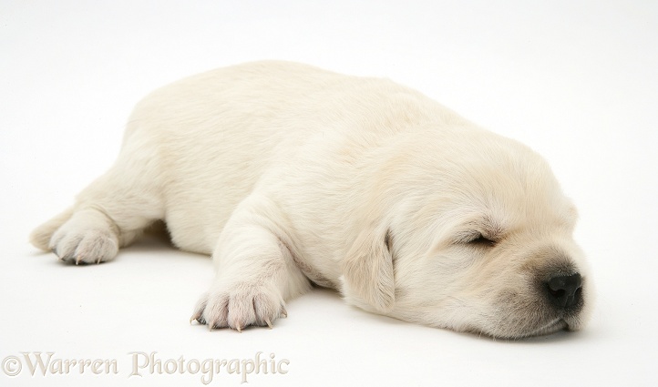 Cute baby Yellow Goldador Retriever puppy, still with eyes closed, white background