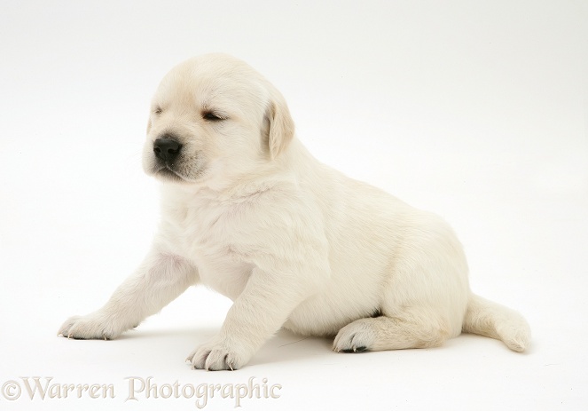 Cute Yellow Goldador Retriever pup, white background