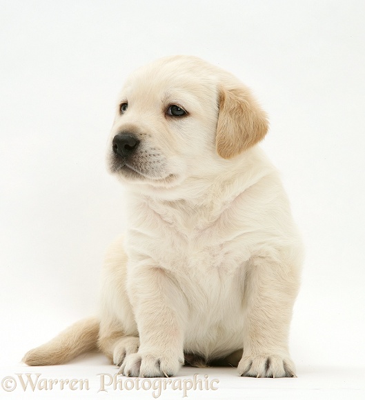 Cute Yellow Goldador Retriever pup, sitting, white background