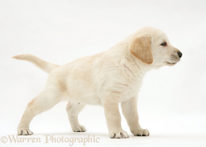 Yellow Goldador puppy standing, white background