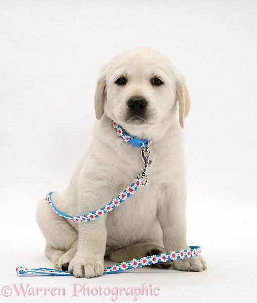 Yellow Goldador Retriever puppy with blue daisy-chain collar and lead, white background