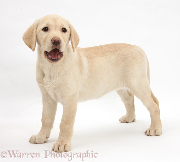 Yellow Labrador Retriever bitch pup, 10 weeks old, standing, white background