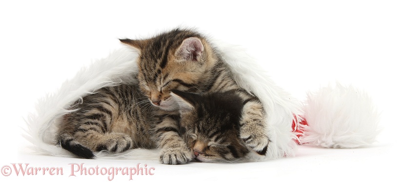 Cute tabby kittens, Stanley and Fosset, 5 weeks old, sleeping in a Father Christmas hat, white background