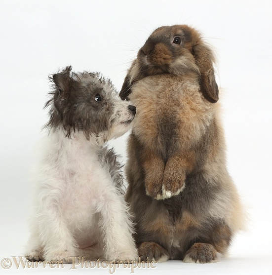 Jack Russell x Westie pup, Mojo, 12 weeks old, with fluffy Lop rabbit, white background