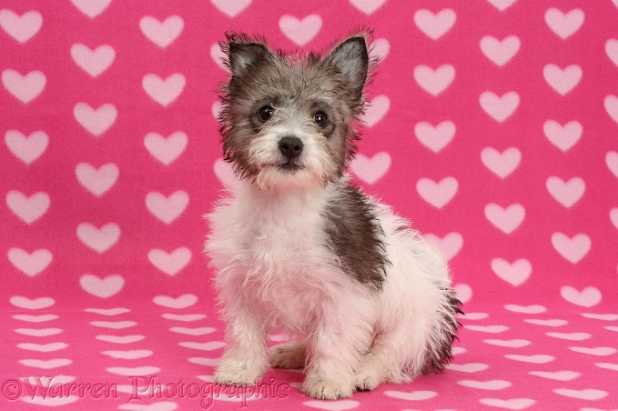 Jack Russell x Westie pup, Mojo, 12 weeks old, sitting on pink hearts background
