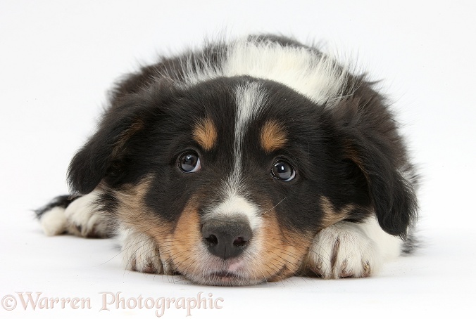 Tricolour Border Collie pup, Drift, 8 weeks old, lying with chin on the floor, white background