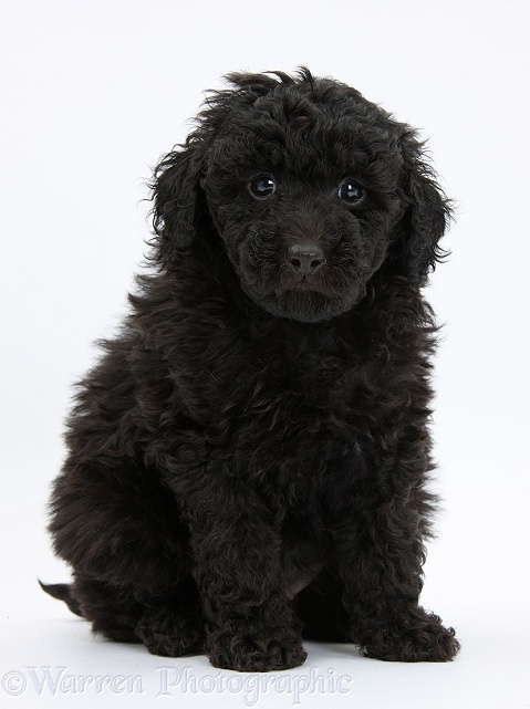 Black toy Labradoodle puppy, white background