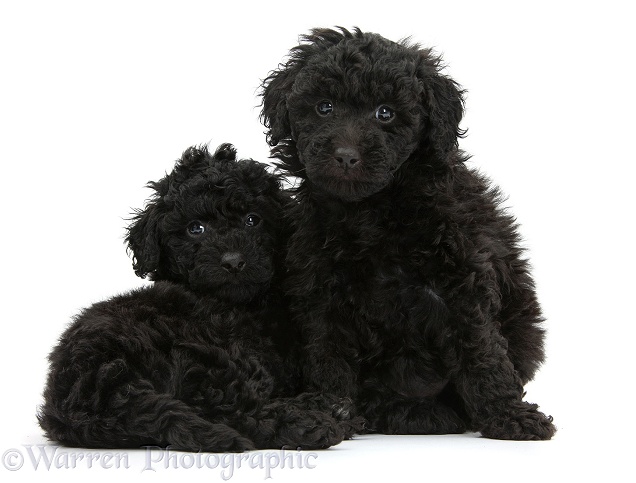 Two black toy Labradoodle puppies, white background