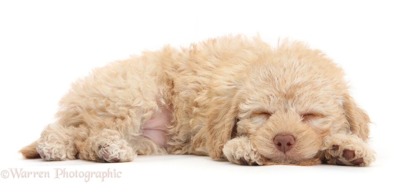Cute sleepy toy Labradoodle puppy, white background
