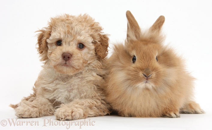 Toy Labradoodle puppy and Lionhead-cross rabbit, white background