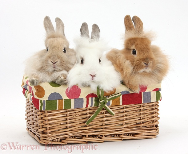 Three Lionhead-cross Bunnies in a basket, white background