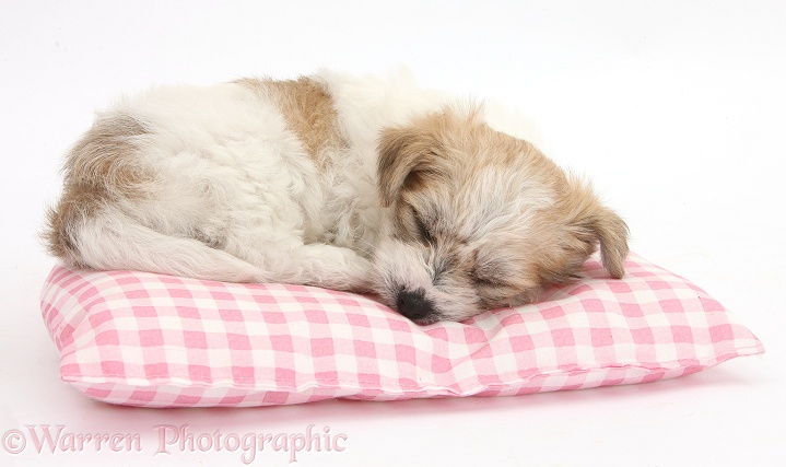 Bichon Frise x Yorkshire Terrier pup, 6 weeks old, asleep on pink gingham bedding, white background