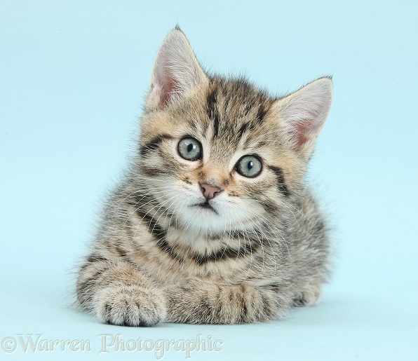Cute tabby kitten, Stanley, 7 weeks old, on blue background