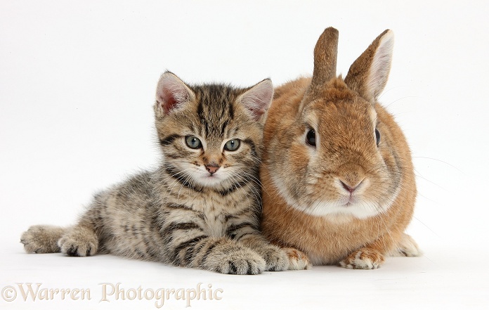Cute tabby kitten, Stanley, 7 weeks old, with Netherland Dwarf-cross rabbit, Peter, white background