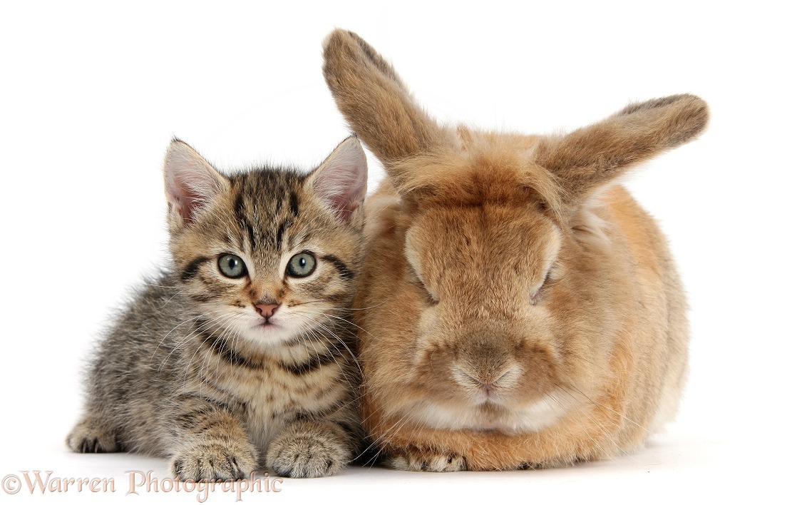 Cute tabby kitten, Stanley, 7 weeks old, with Lionhead-cross rabbit, Tedson, white background