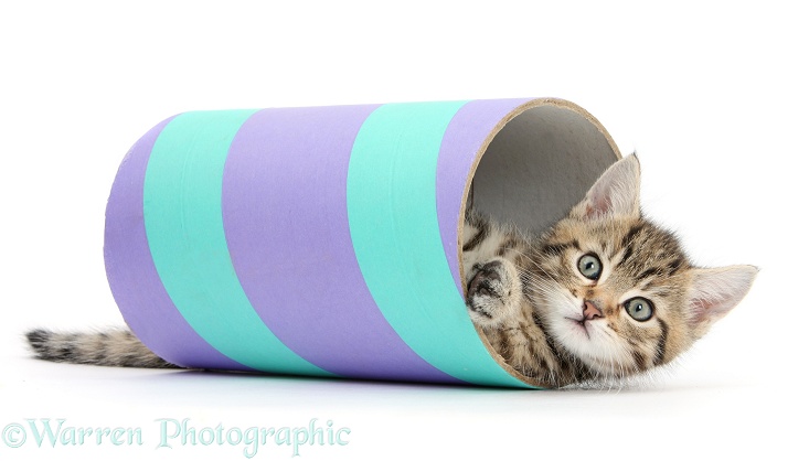 Cute tabby kitten, Stanley, 7 weeks old, playing with a cardboard tube, white background