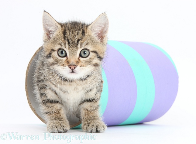 Cute tabby kitten, Stanley, 7 weeks old, playing with a cardboard tube, white background