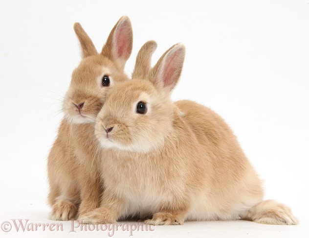 Sandy Netherland Dwarf bunnies, white background