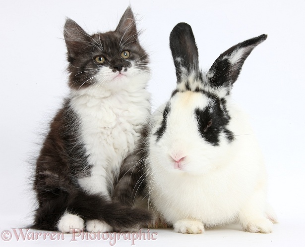 Fluffy dark silver-and-white kitten, 9 weeks old, with black-and-white rabbit, Bandit, white background