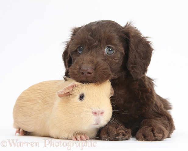 Cute chocolate Daxiedoodle puppy and yellow Guinea pig, white background