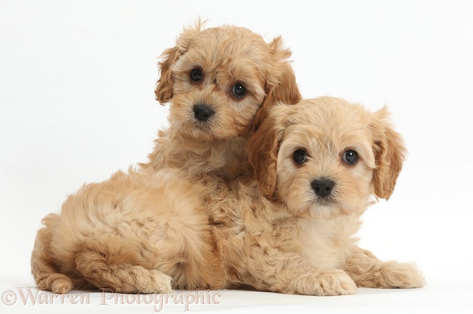 Two Cute Cavapoo puppies, white background