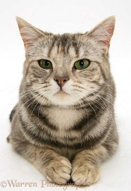 Tabby cat, Cynthia, lying with head up, white background