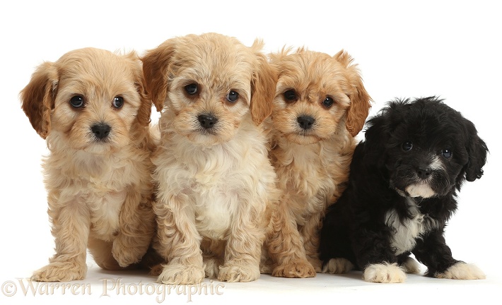 Four cute Cavapoo puppies, white background