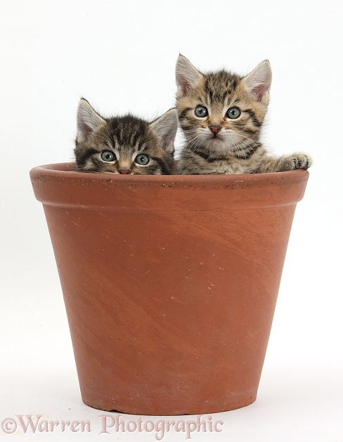 Cute tabby kittens, Stanley and Fosset, 6 weeks old, playing in a flowerpot, white background