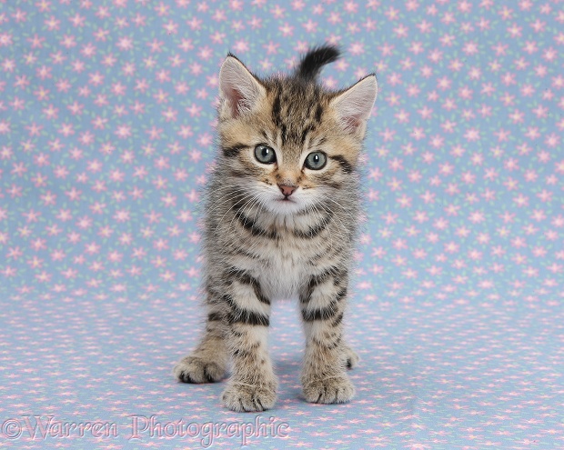 Cute tabby kitten, Stanley, 6 weeks old, on flowery background