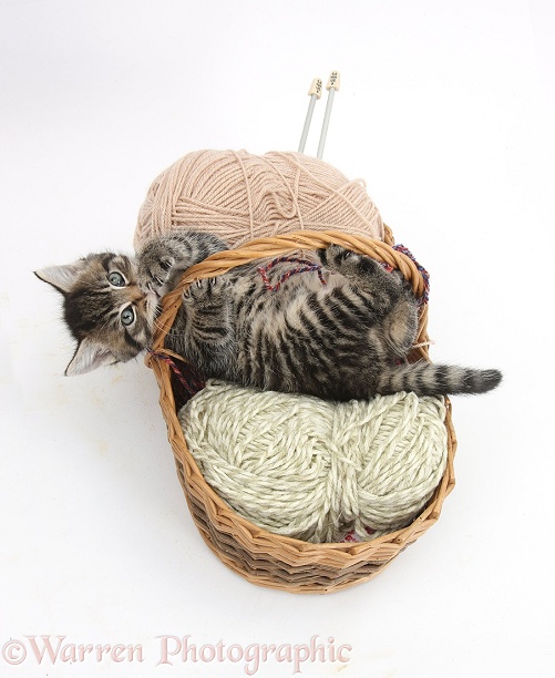 Naughty tabby kitten, Fosset, 6 weeks old, playing in a basket of knitting wool, white background