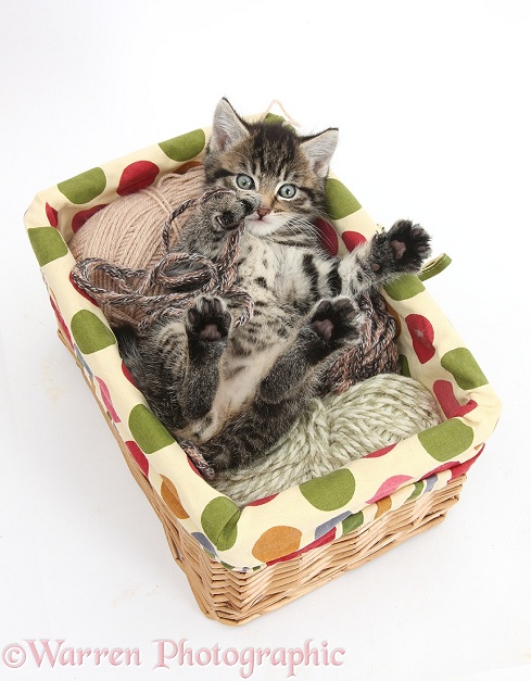 Naughty tabby kitten, Fosset, 6 weeks old, playing in a basket of knitting wool, white background