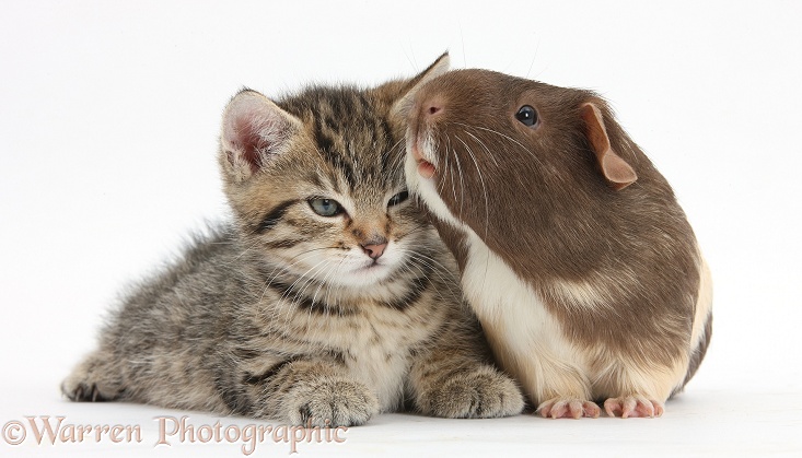 Cute tabby kitten, Stanley, 7 weeks old, with chocolate bicolour Guinea pig, white background
