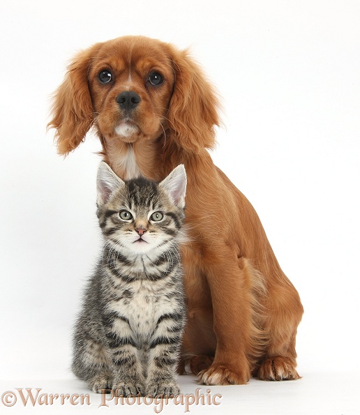 Tabby kitten, Fosset, 8 weeks old, sitting with Ruby Cavalier King Charles Spaniel bitch, Star, white background