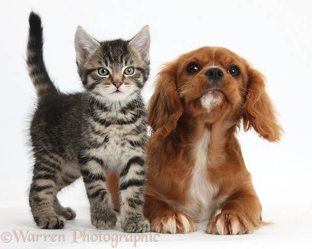 Tabby kitten, Fosset, 8 weeks old, with Ruby Cavalier King Charles Spaniel bitch, Star, white background