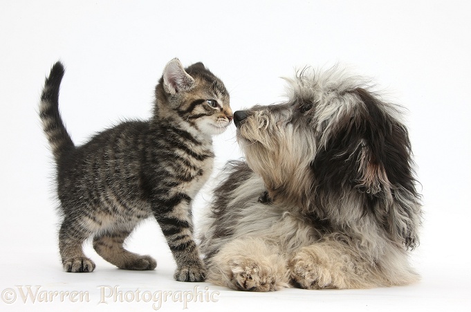 Tabby kitten, Fosset, 8 weeks old, nose-to-nose with fluffy black-and-grey Daxie-doodle pup, Pebbles, white background