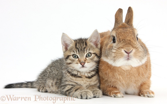 Cute tabby kitten, Stanley, 8 weeks old, with Netherland Dwarf-cross rabbit, Peter, white background