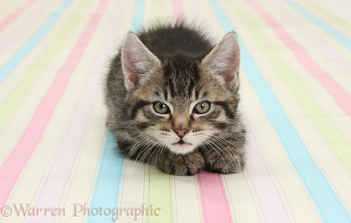Cute tabby kitten, Fosset, 9 weeks old, crouching on stripy background