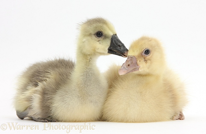 Embden x Greylag Goslings, white background