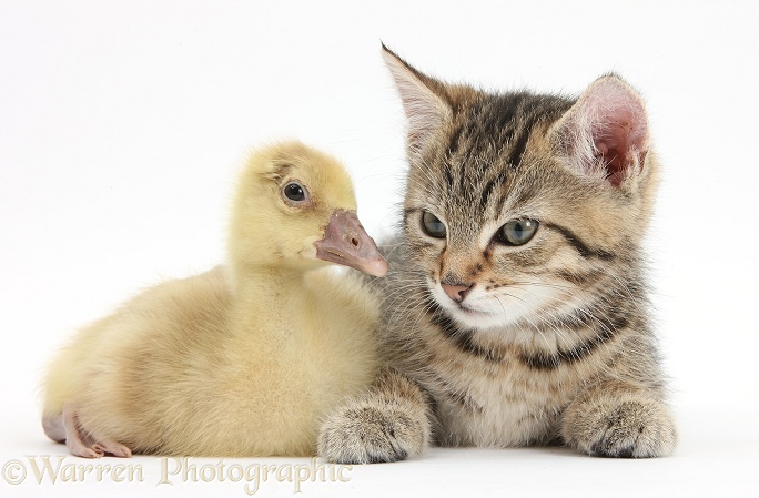 Cute tabby kitten, Stanley, 9 weeks old, with yellow gosling, white background