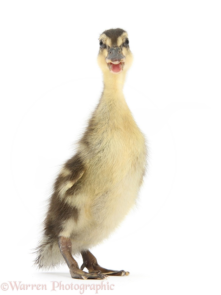 Mallard (Anas platyrhynchos) Ducking, white background