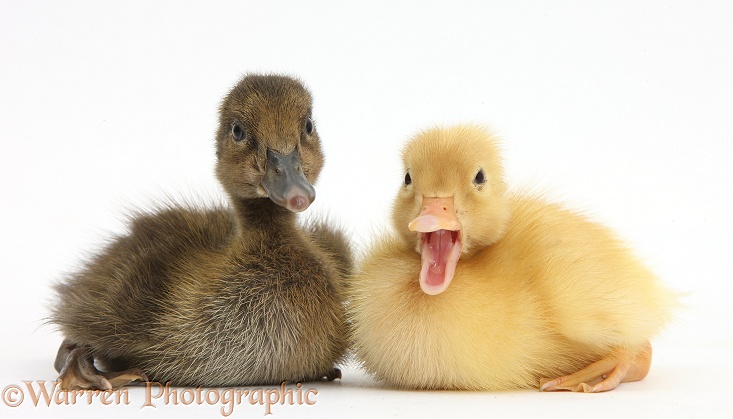 Brown and Yellow Ducklings, white background