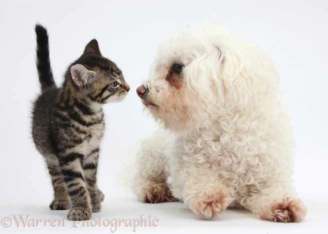 Cute tabby kitten, Stanley, 9 weeks old, nose-to-nose with Bichon Frise, Poppy, white background