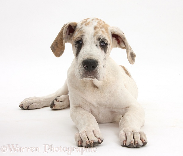 Great Dane pup, Tia, 14 weeks old, lying with head up, white background