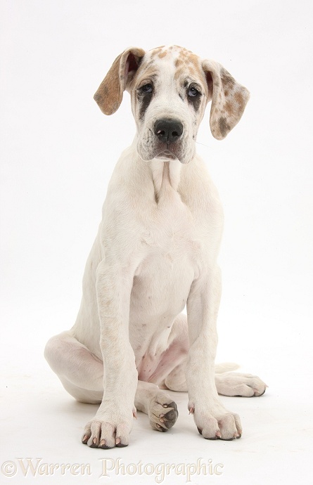 Great Dane pup, Tia, 14 weeks old, sitting, white background