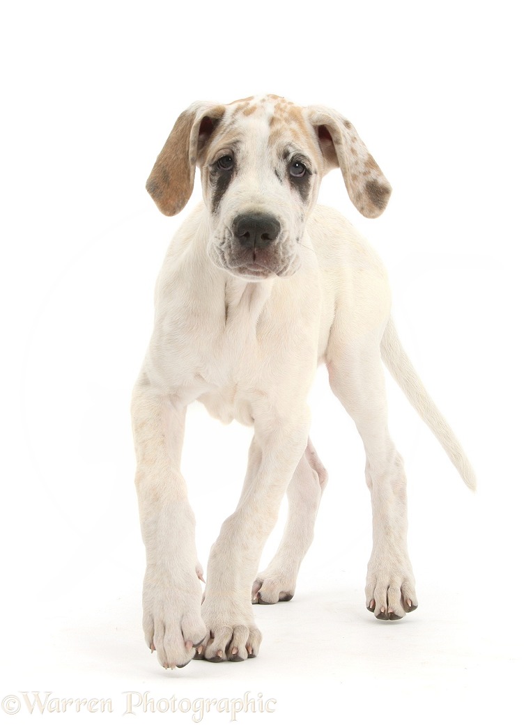 Great Dane pup, Tia, 14 weeks old, walking forward, white background