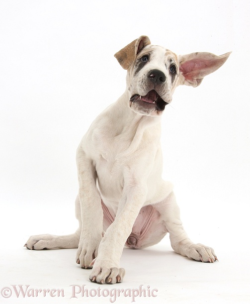 Great Dane pup, Tia, 14 weeks old, pulling a funny face and flapping an ear, white background